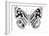 Monochrome Wings Whole II-Annie Warren-Framed Art Print