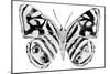 Monochrome Wings Whole II-Annie Warren-Mounted Art Print