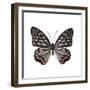 Monochrome Wings-Assaf Frank-Framed Giclee Print