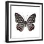 Monochrome Wings-Assaf Frank-Framed Giclee Print