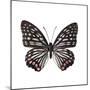 Monochrome Wings-Assaf Frank-Mounted Giclee Print
