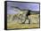 Monolophosaurus Dinosaur Walking on Rocky Terrain Near Mountain-null-Framed Stretched Canvas