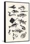 Monotone Plain Fish, 2015-Eliza Southwood-Framed Stretched Canvas