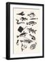 Monotone Plain Fish, 2015-Eliza Southwood-Framed Giclee Print