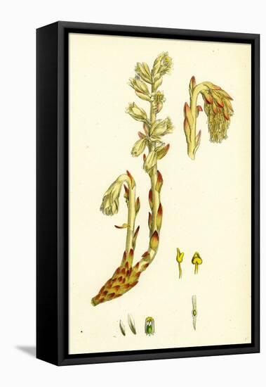 Monotropa Hypopitys Yellow Bird's-Nest-null-Framed Stretched Canvas