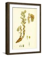 Monotropa Hypopitys Yellow Bird's-Nest-null-Framed Giclee Print