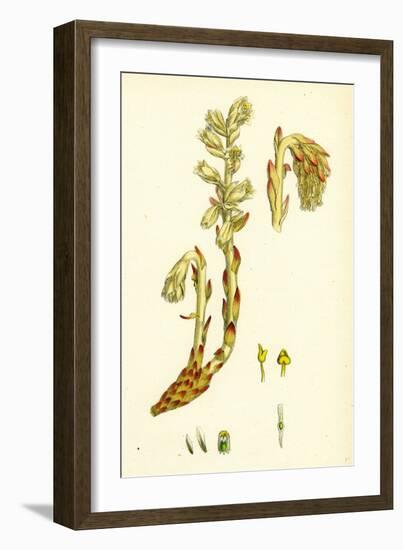 Monotropa Hypopitys Yellow Bird's-Nest-null-Framed Giclee Print