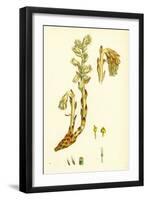 Monotropa Hypopitys Yellow Bird's-Nest-null-Framed Giclee Print