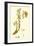 Monotropa Hypopitys Yellow Bird's-Nest-null-Framed Giclee Print