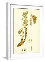 Monotropa Hypopitys Yellow Bird's-Nest-null-Framed Giclee Print