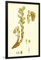 Monotropa Hypopitys Yellow Bird's-Nest-null-Framed Giclee Print