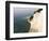 Mons Klint, South Zealand, Denmark, Scandinavia, Europe-Marco Cristofori-Framed Photographic Print