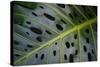 Monstera Deliciosa, Iao Valley State Monument, Maui, Hawaii, Usa-Roddy Scheer-Stretched Canvas