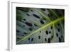 Monstera Deliciosa, Iao Valley State Monument, Maui, Hawaii, Usa-Roddy Scheer-Framed Photographic Print