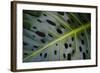 Monstera Deliciosa, Iao Valley State Monument, Maui, Hawaii, Usa-Roddy Scheer-Framed Photographic Print