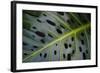 Monstera Deliciosa, Iao Valley State Monument, Maui, Hawaii, Usa-Roddy Scheer-Framed Photographic Print