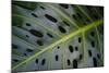 Monstera Deliciosa, Iao Valley State Monument, Maui, Hawaii, Usa-Roddy Scheer-Mounted Photographic Print