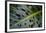 Monstera Deliciosa, Iao Valley State Monument, Maui, Hawaii, Usa-Roddy Scheer-Framed Photographic Print