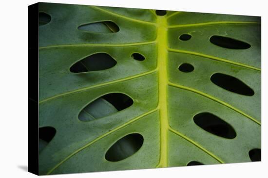 Monstera Deliciosa, Iao Valley State Monument, Maui, Hawaii, Usa-Roddy Scheer-Stretched Canvas