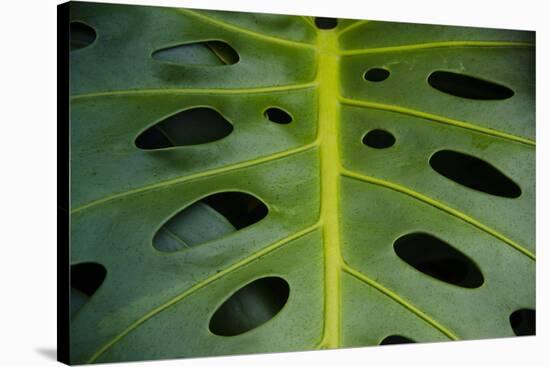 Monstera Deliciosa, Iao Valley State Monument, Maui, Hawaii, Usa-Roddy Scheer-Stretched Canvas