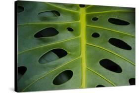 Monstera Deliciosa, Iao Valley State Monument, Maui, Hawaii, Usa-Roddy Scheer-Stretched Canvas