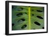 Monstera Deliciosa, Iao Valley State Monument, Maui, Hawaii, Usa-Roddy Scheer-Framed Photographic Print