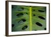 Monstera Deliciosa, Iao Valley State Monument, Maui, Hawaii, Usa-Roddy Scheer-Framed Photographic Print