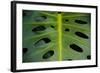 Monstera Deliciosa, Iao Valley State Monument, Maui, Hawaii, Usa-Roddy Scheer-Framed Photographic Print