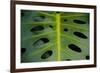 Monstera Deliciosa, Iao Valley State Monument, Maui, Hawaii, Usa-Roddy Scheer-Framed Photographic Print