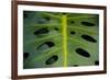 Monstera Deliciosa, Iao Valley State Monument, Maui, Hawaii, Usa-Roddy Scheer-Framed Photographic Print