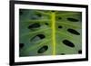 Monstera Deliciosa, Iao Valley State Monument, Maui, Hawaii, Usa-Roddy Scheer-Framed Photographic Print