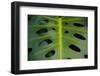Monstera Deliciosa, Iao Valley State Monument, Maui, Hawaii, Usa-Roddy Scheer-Framed Photographic Print