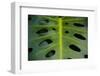 Monstera Deliciosa, Iao Valley State Monument, Maui, Hawaii, Usa-Roddy Scheer-Framed Photographic Print