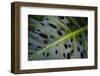 Monstera Deliciosa, Iao Valley State Monument, Maui, Hawaii, Usa-Roddy Scheer-Framed Photographic Print