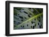 Monstera Deliciosa, Iao Valley State Monument, Maui, Hawaii, Usa-Roddy Scheer-Framed Photographic Print