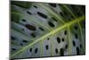 Monstera Deliciosa, Iao Valley State Monument, Maui, Hawaii, Usa-Roddy Scheer-Mounted Photographic Print