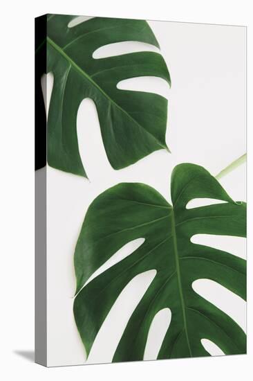 Monstera Duet-Irene Suchocki-Stretched Canvas