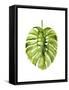 Monstera I-Grace Popp-Framed Stretched Canvas