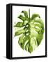 Monstera II-Grace Popp-Framed Stretched Canvas