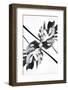 Monstera Kaleidoscope 03-1x Studio III-Framed Photographic Print