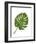 Monstera Leaf 1, Green on White-Fab Funky-Framed Art Print