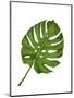 Monstera Leaf 1, Green on White-Fab Funky-Mounted Art Print