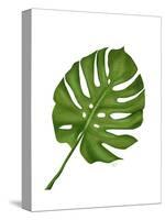 Monstera Leaf 1, Green on White-Fab Funky-Stretched Canvas