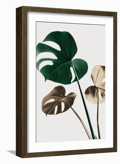 Monstera Mix 04-1x Studio III-Framed Photographic Print