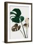 Monstera Mix 04-1x Studio III-Framed Photographic Print