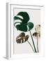 Monstera Mix 04-1x Studio III-Framed Photographic Print