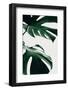 Monstera Natural 12-1x Studio III-Framed Photographic Print