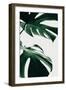 Monstera Natural 12-1x Studio III-Framed Photographic Print