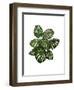 Monstera Plant, Green on White-Fab Funky-Framed Art Print