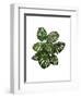 Monstera Plant, Green on White-Fab Funky-Framed Art Print